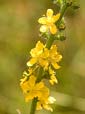 Agrimony - Bach flower Remedies
