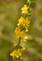 Agrimony - Bach Flower Remedies