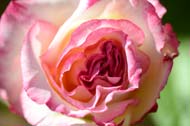 Handel Rose