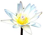 White Lotus