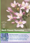 Bach Leaflet