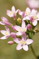 Centaury - Bach Flower Remedies Bach Flowers