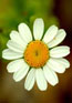 Flower Essences