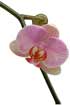 Handmade Wholesale Essences 