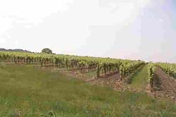 Growing the grapes