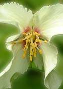 Flower Essences