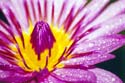 Flower Essences