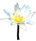 Bach Flower Remedies